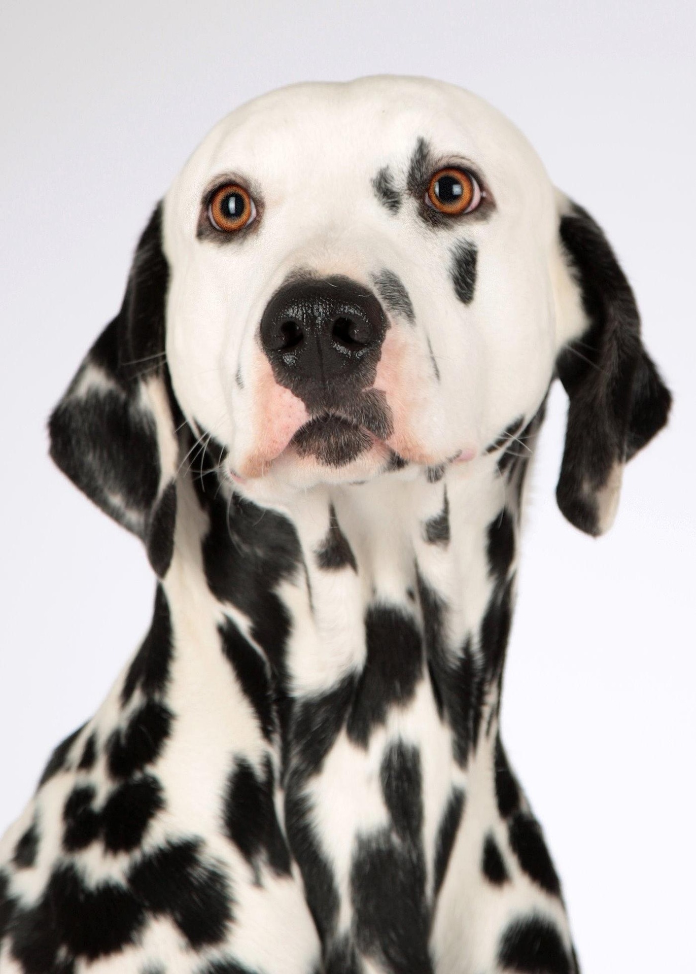 Dalmation